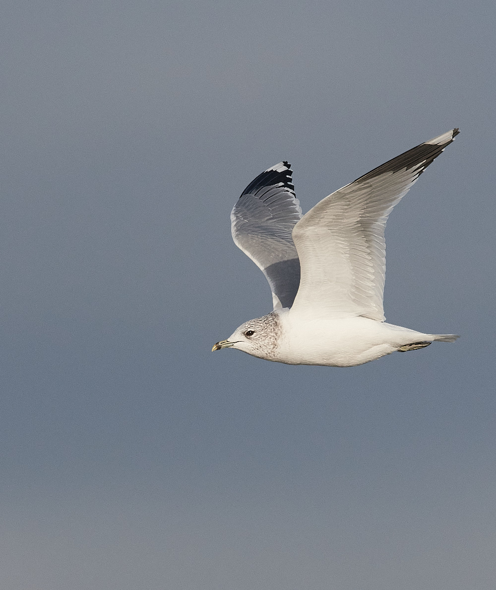 CleyCommonGull291121-1