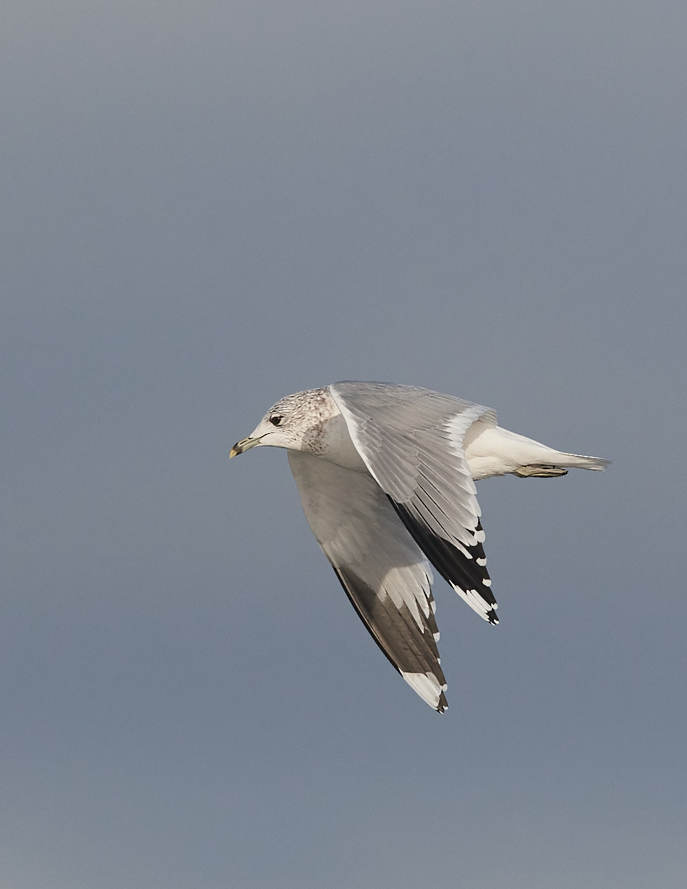 CleyCommonGull291121-2