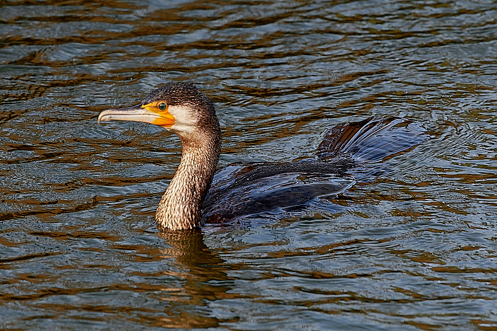 CleyCormorant251121-1