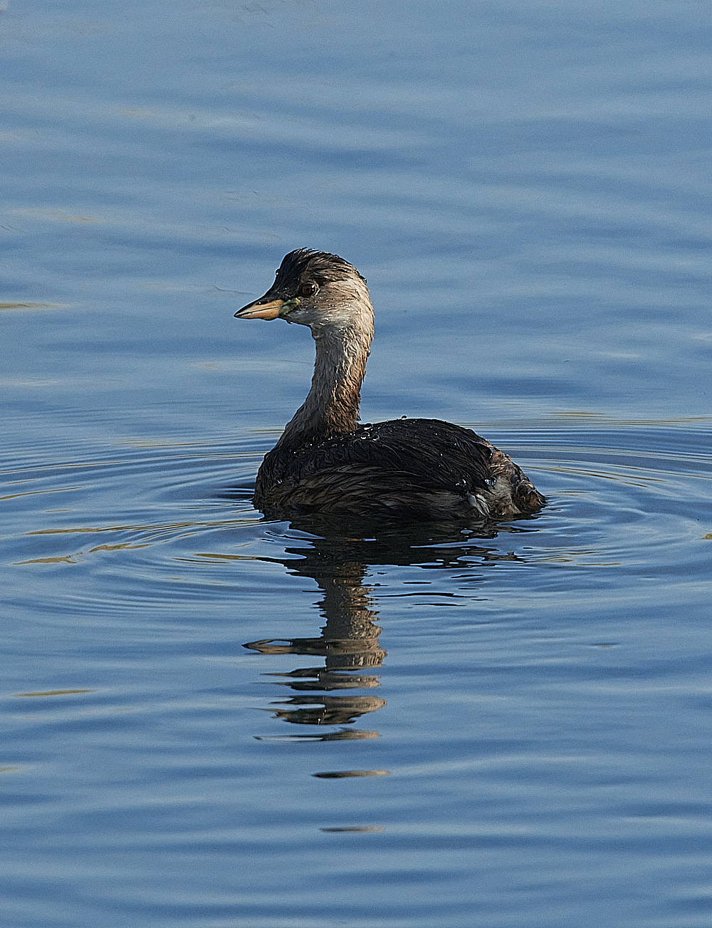 CleyDabchick231121-1