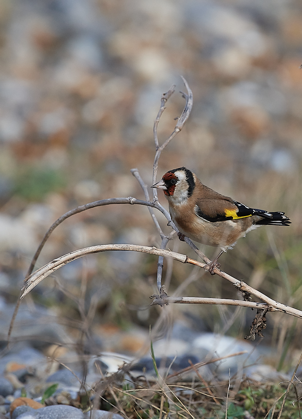 CleyGoldfinch081221-1