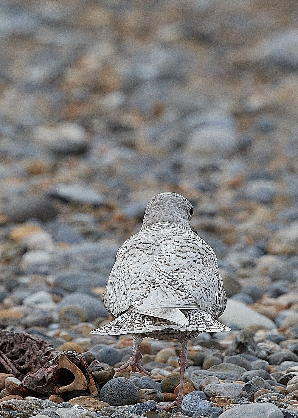 CleyIcelandGull081221-1