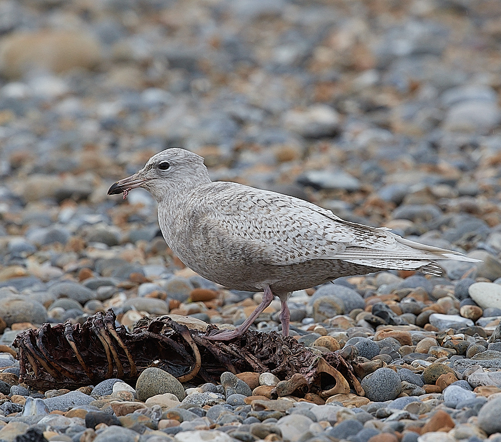 CleyIcelandGull081221-2