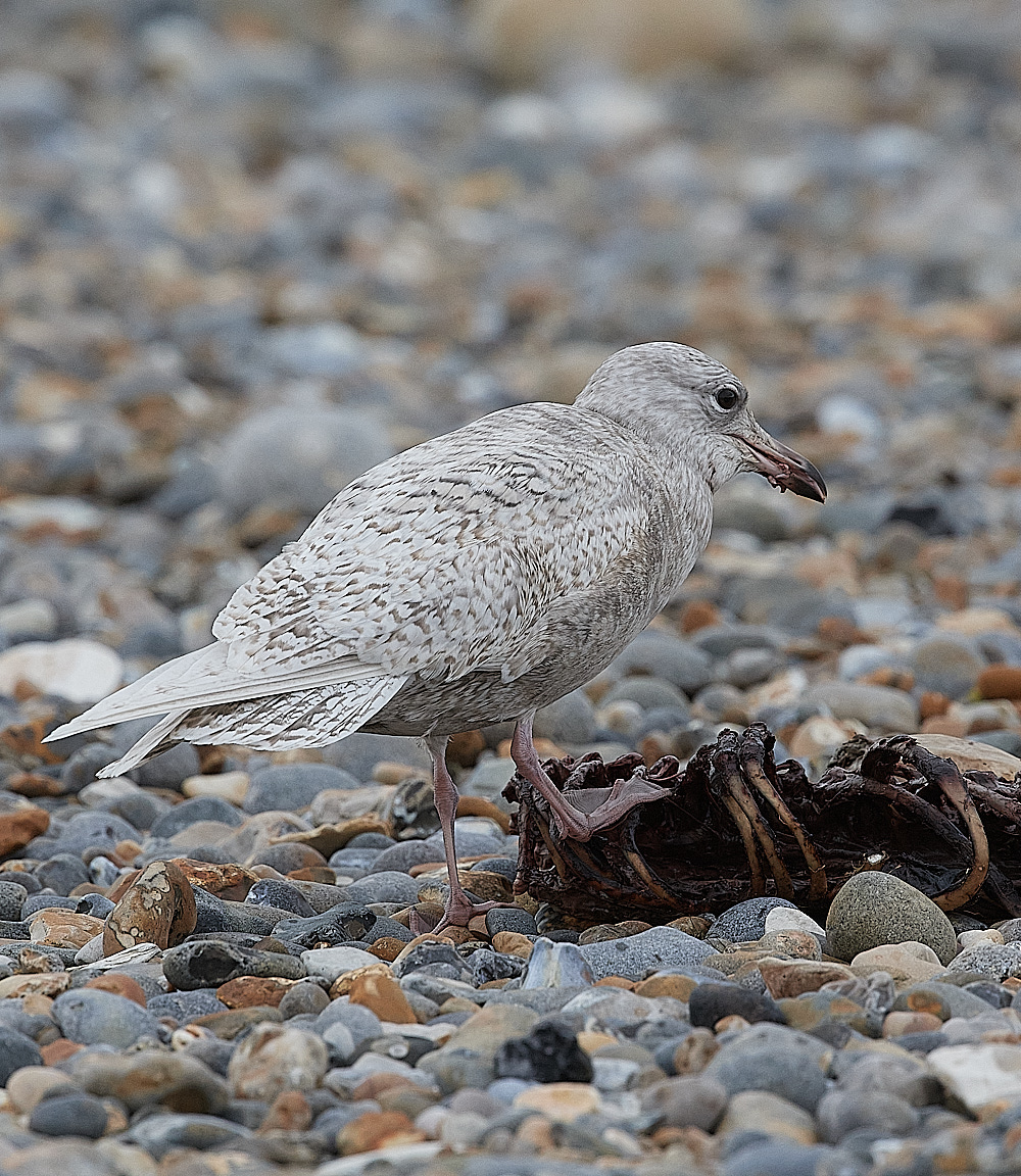 CleyIcelandGull081221-3