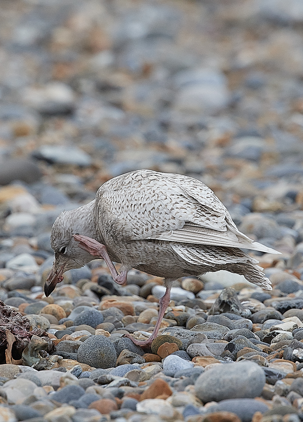 CleyIcelandGull081221-4