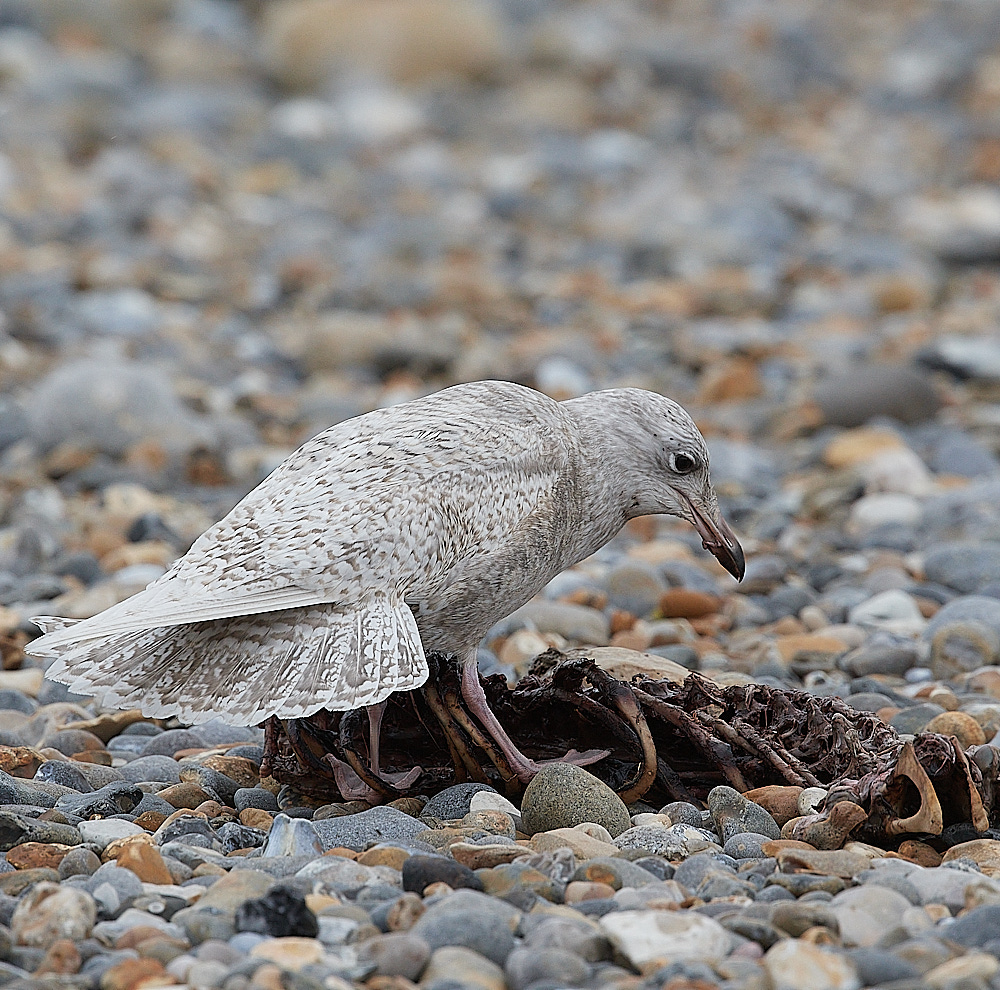 CleyIcelandGull081221-5