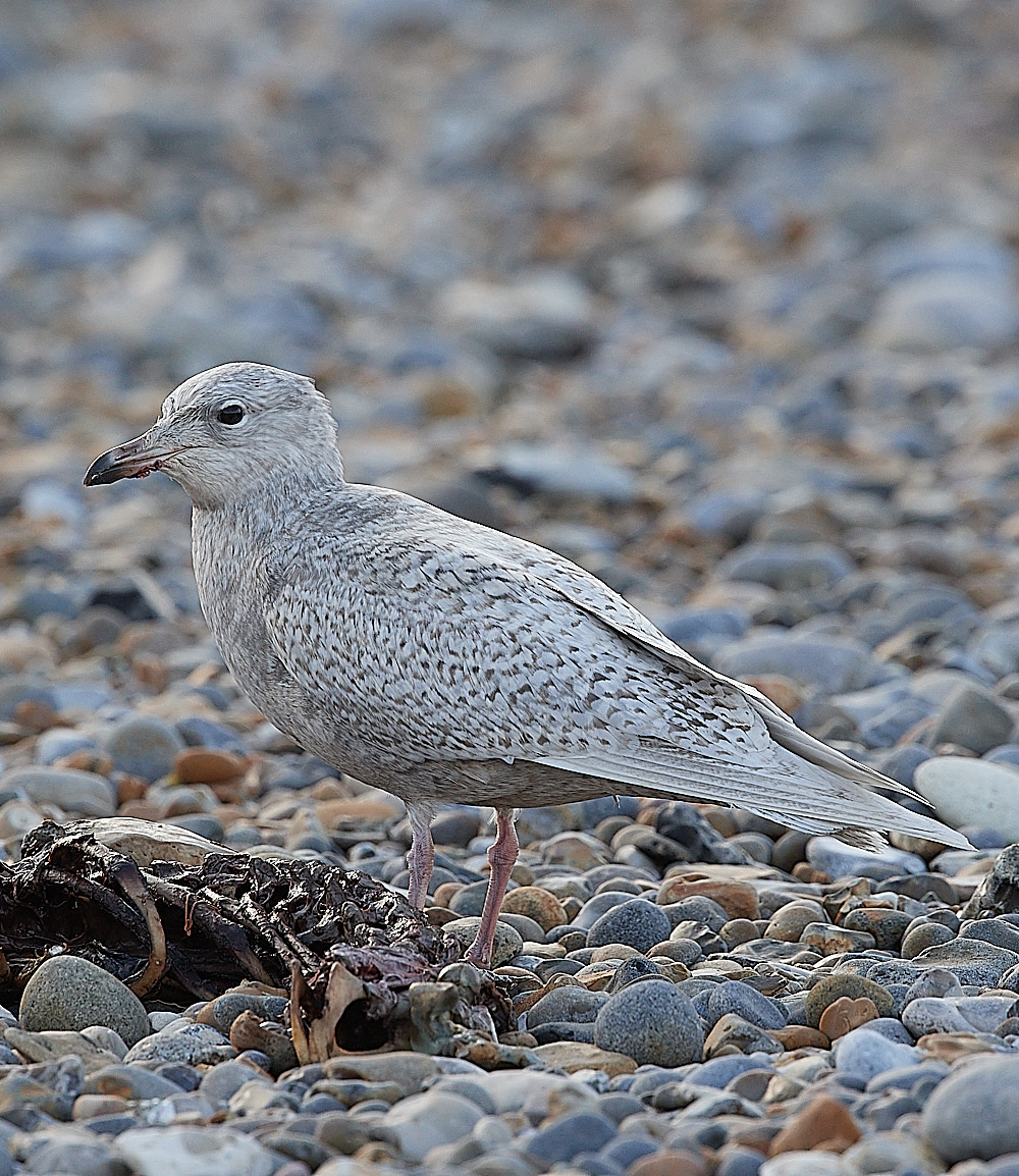 CleyIcelandGull081221-6
