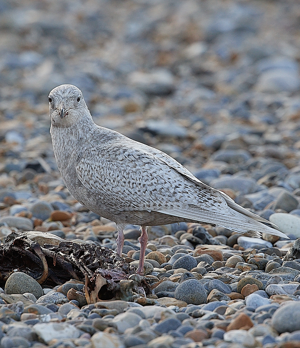 CleyIcelandGull081221-7