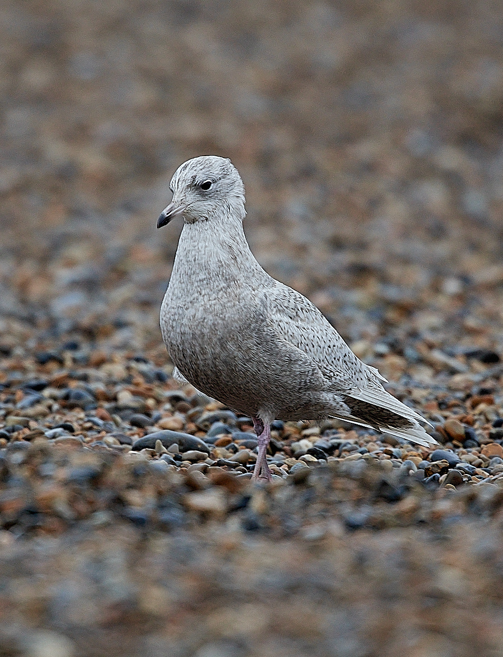 CleyIcelandGull261221-1