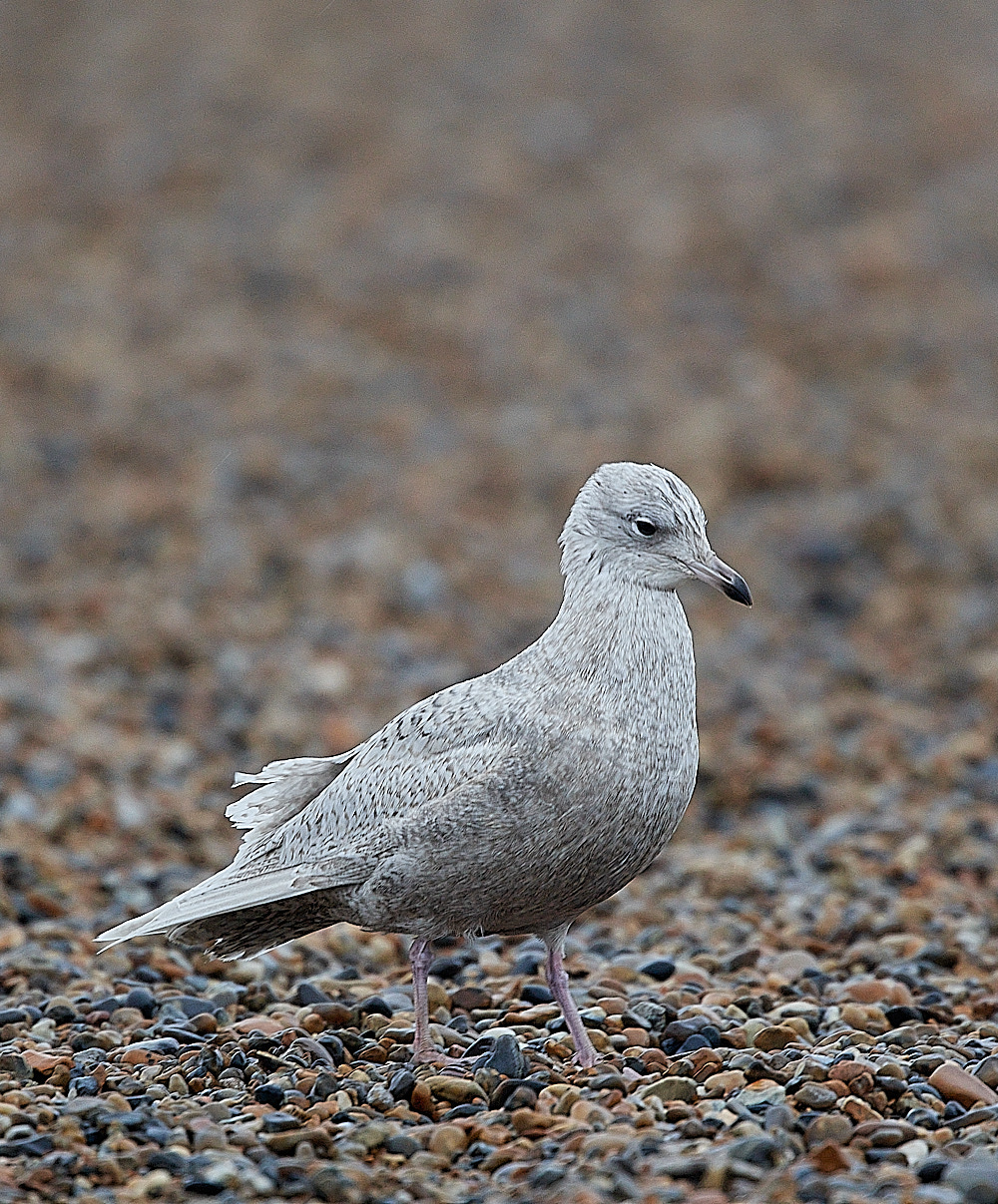 CleyIcelandGull261221-2