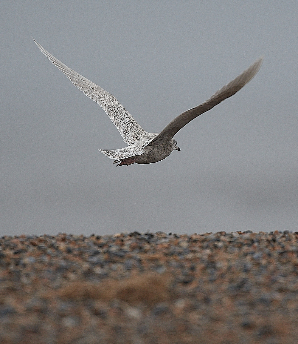 CleyIcelandGull261221-3