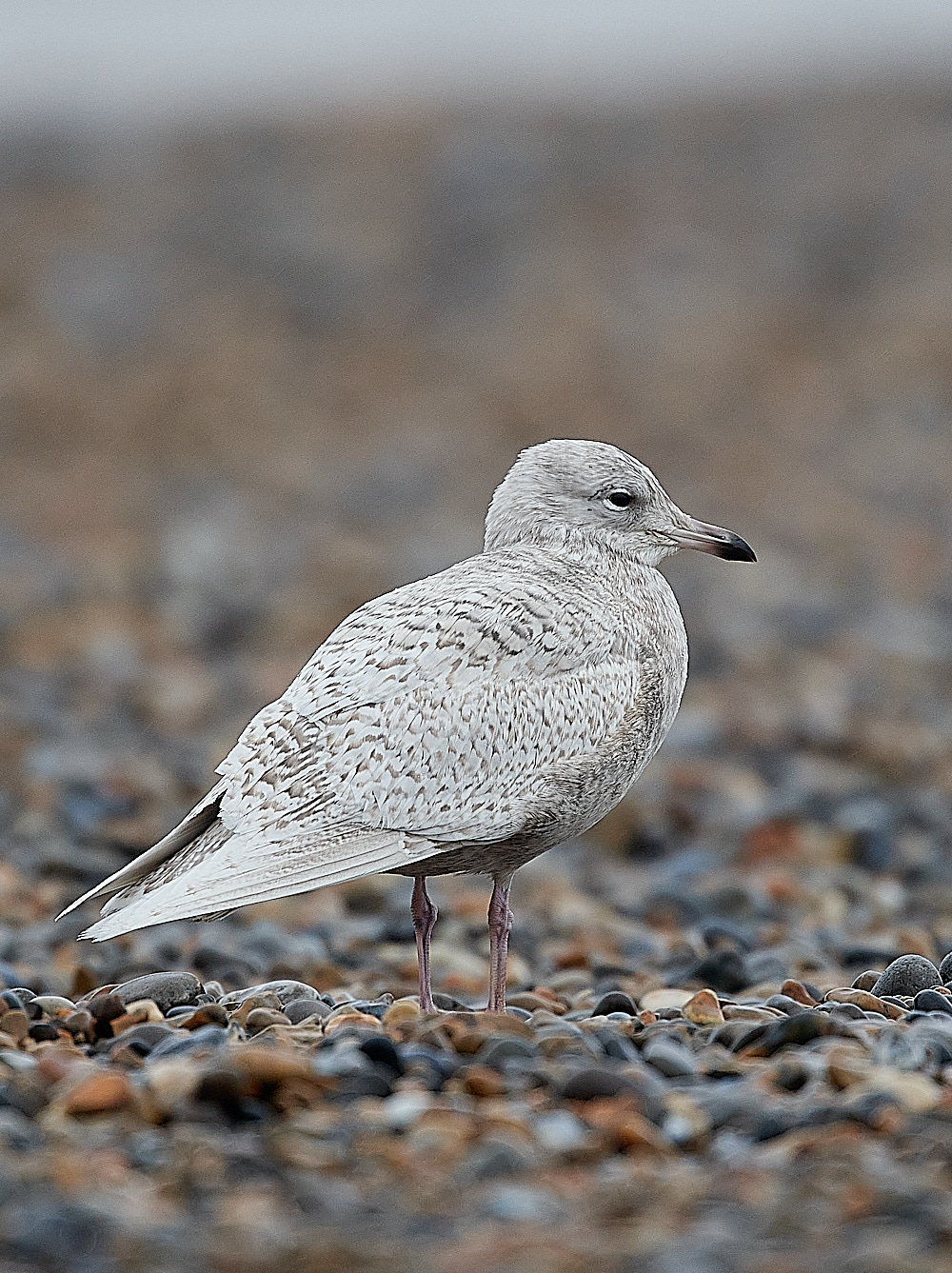 CleyIcelandGull261221-4