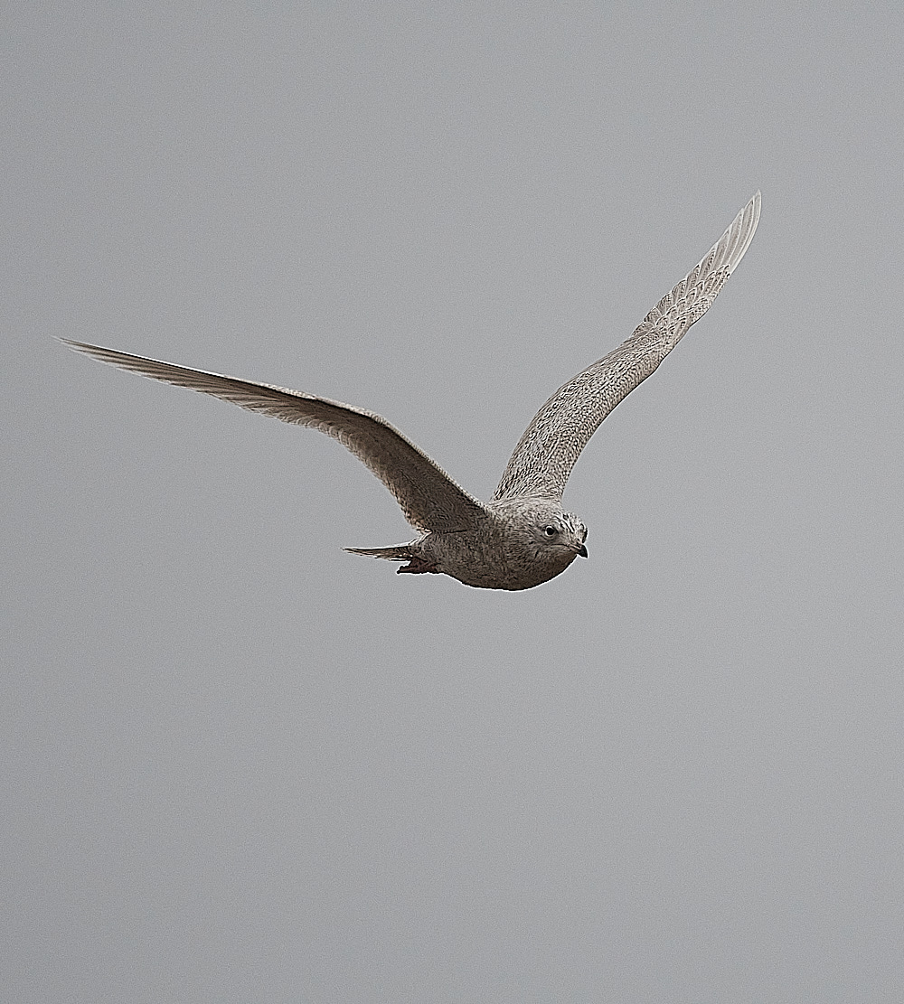 CleyIcelandGull261221-5