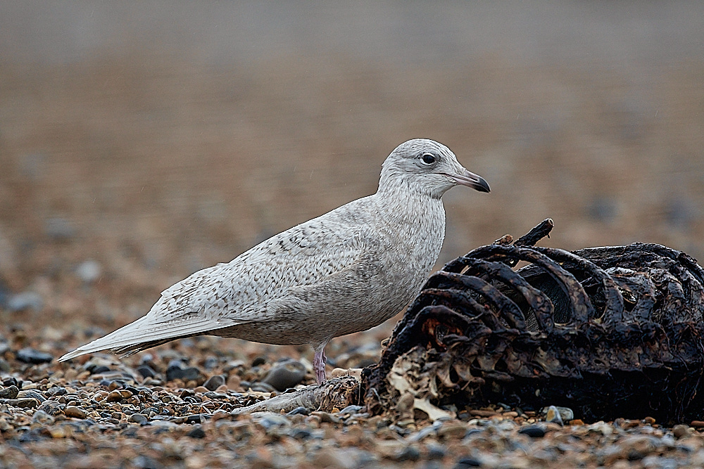CleyIcelandGull261221-6