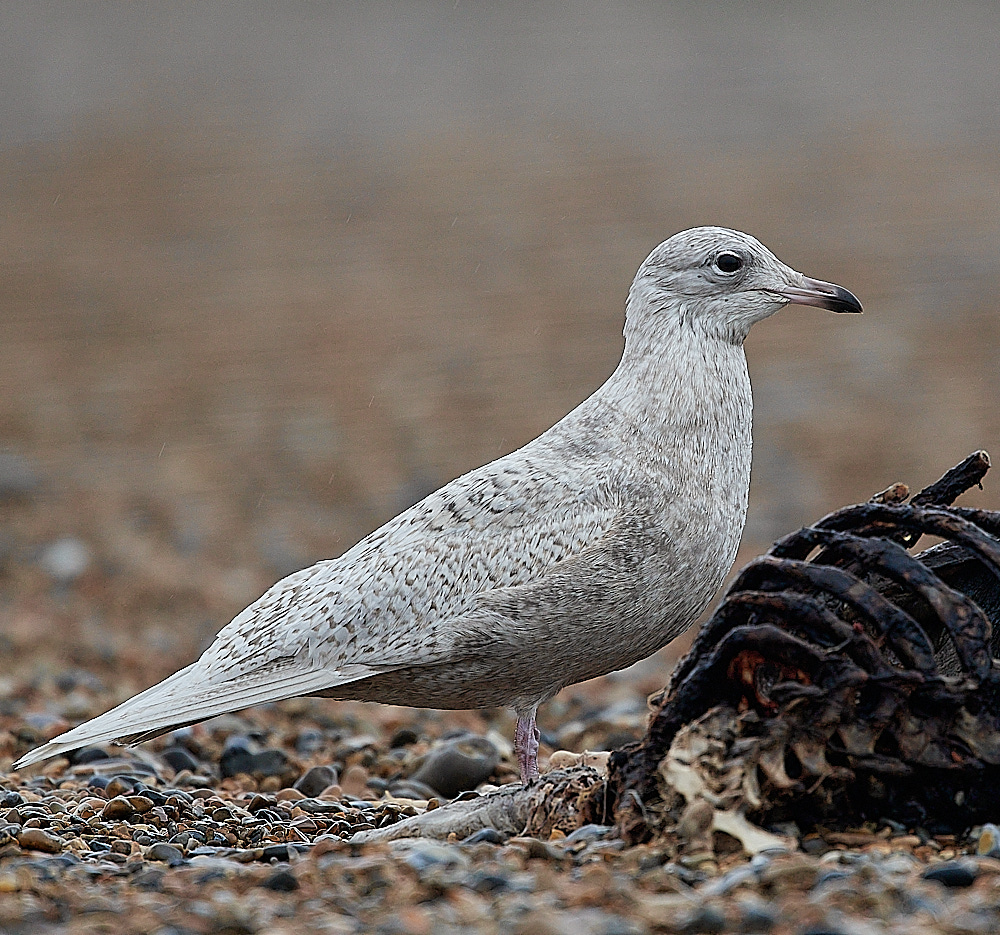 CleyIcelandGull261221-7