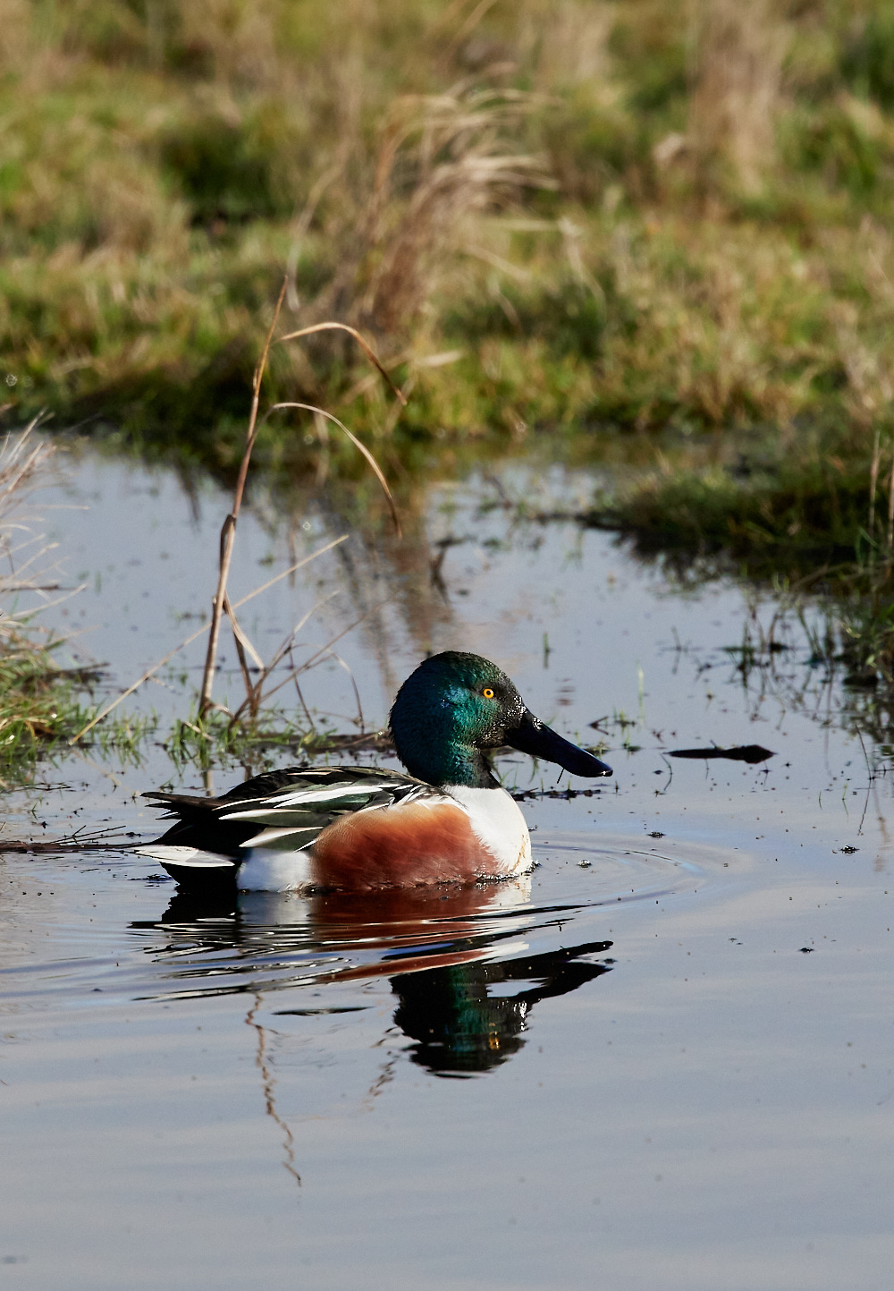 CleyShoveller291121-1