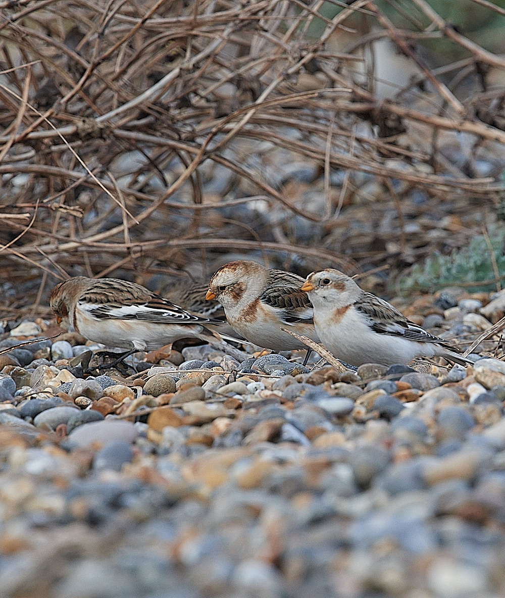 CleySnowbunting081221-2