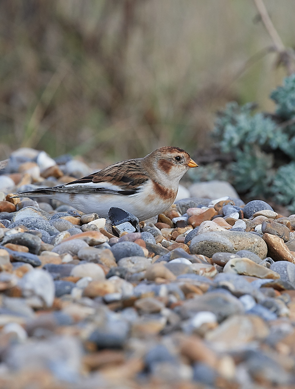 CleySnowbunting081221-3