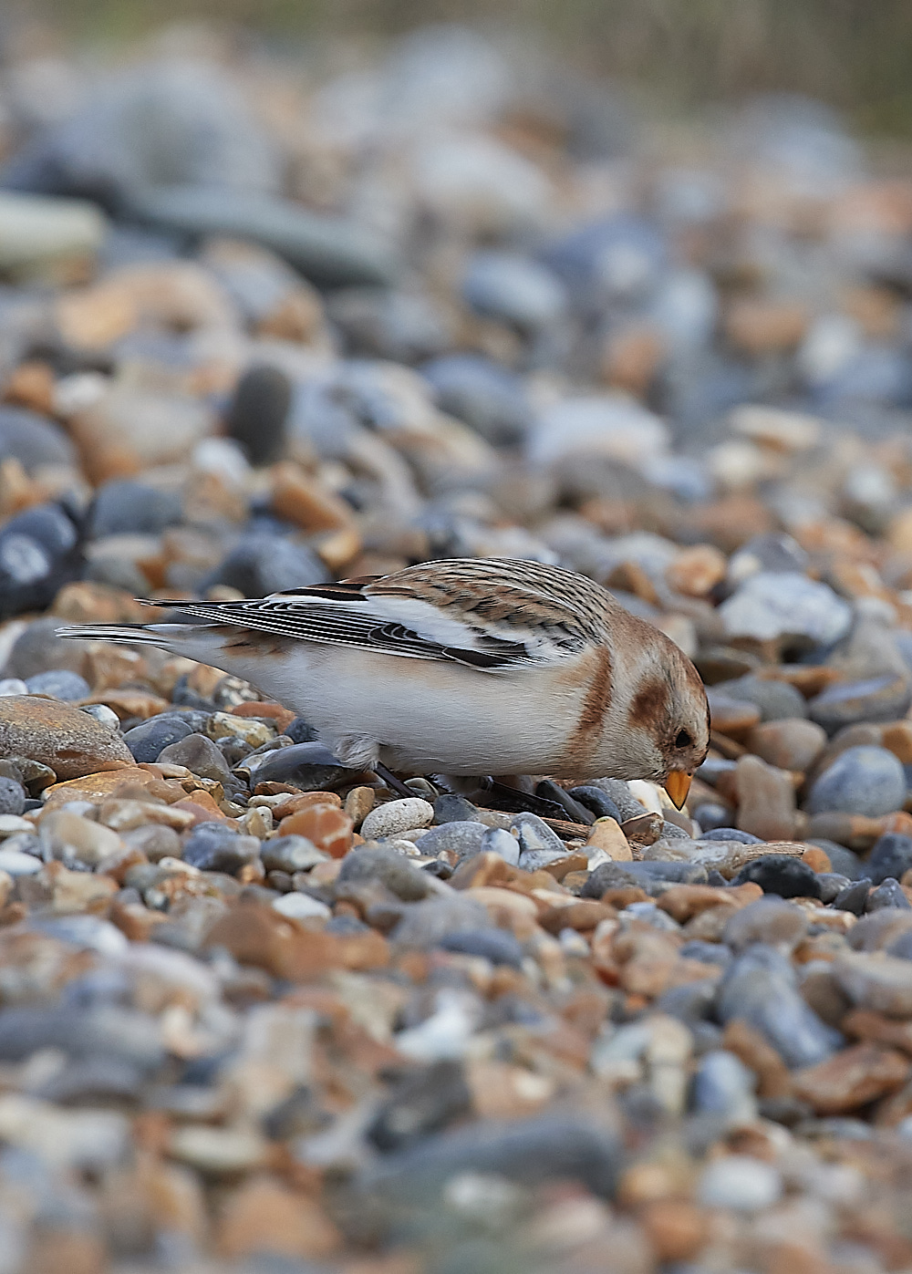 CleySnowbunting081221-5