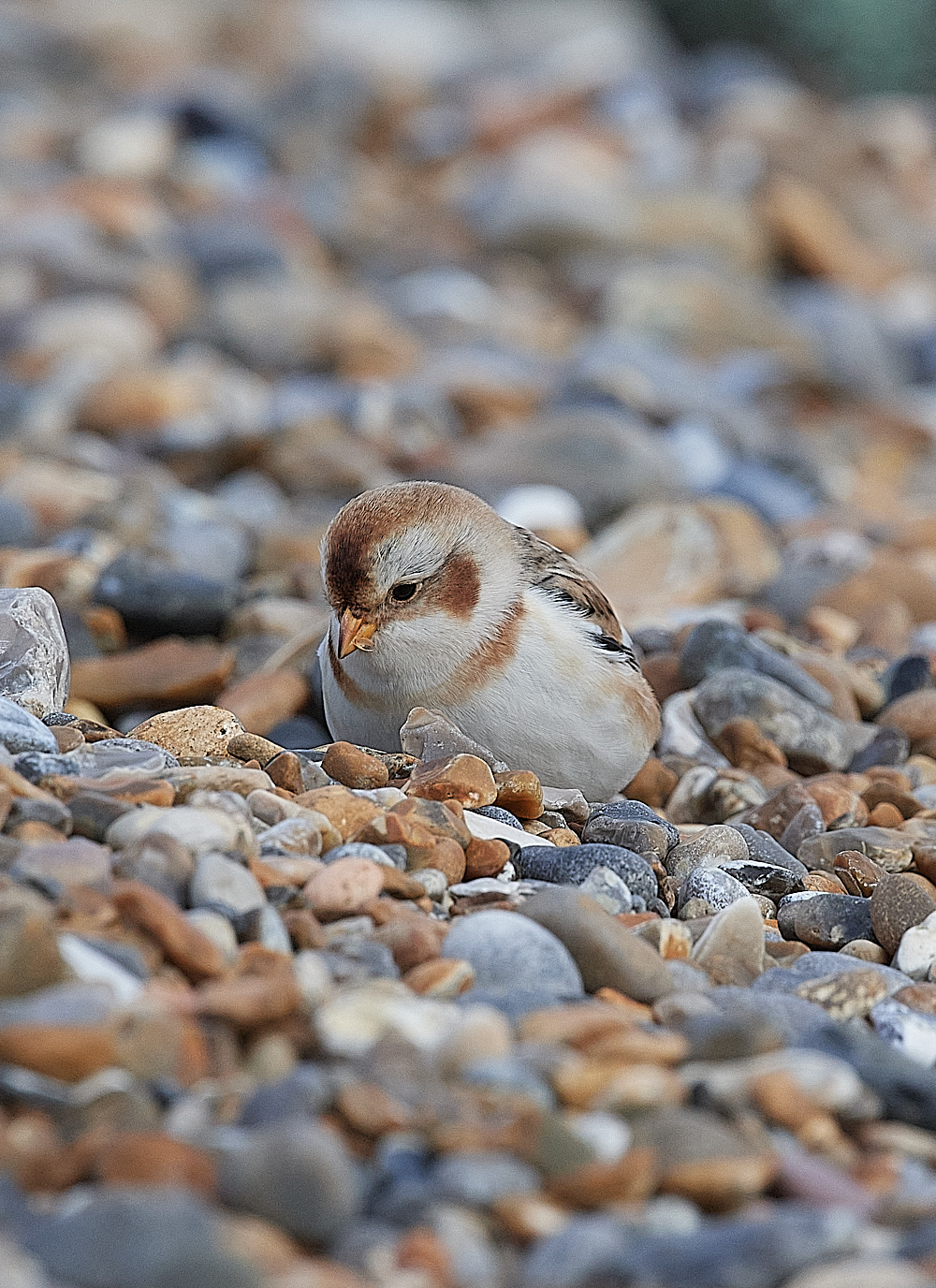 CleySnowbunting081221-6