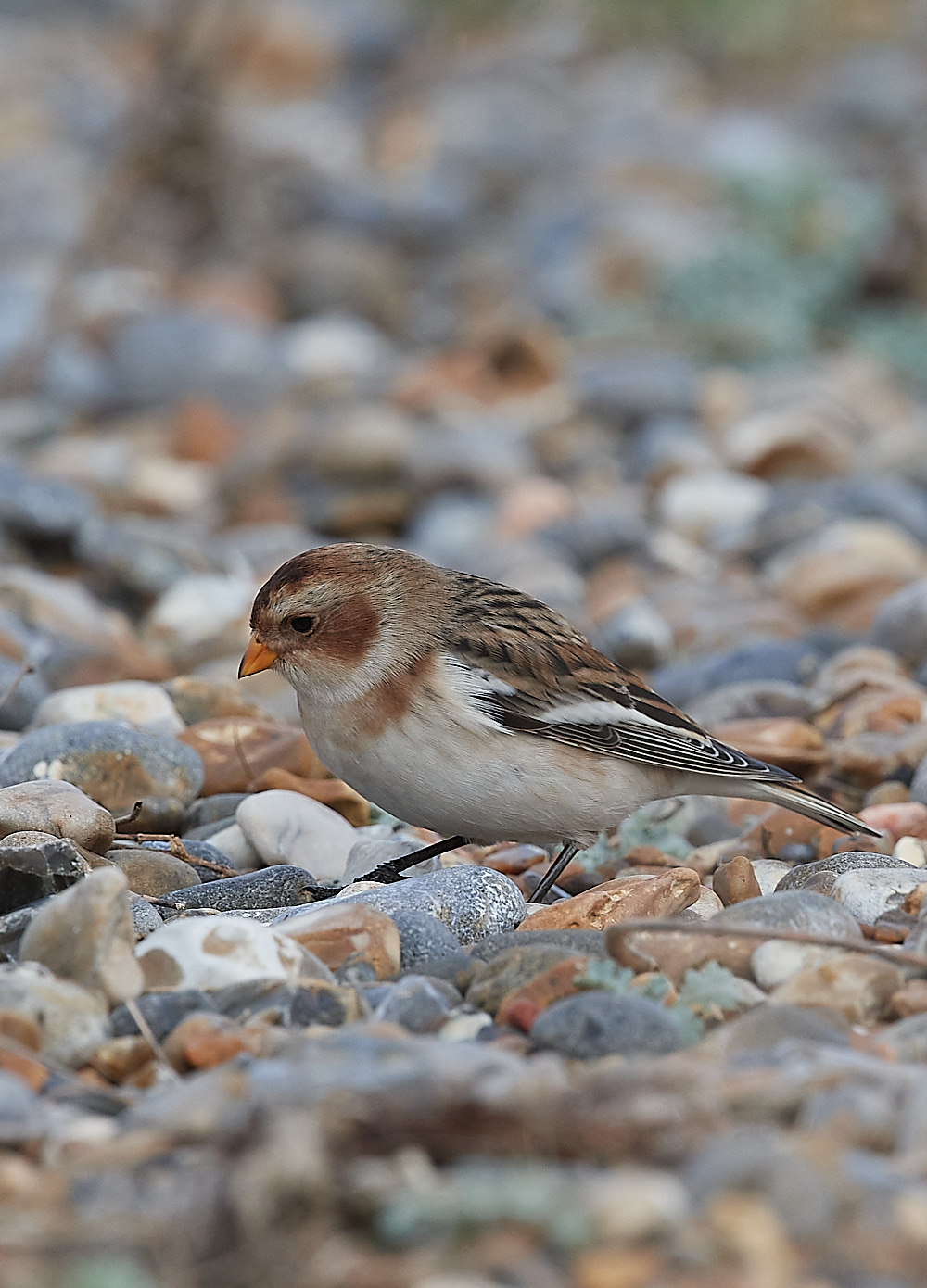 CleySnowbunting081221-7