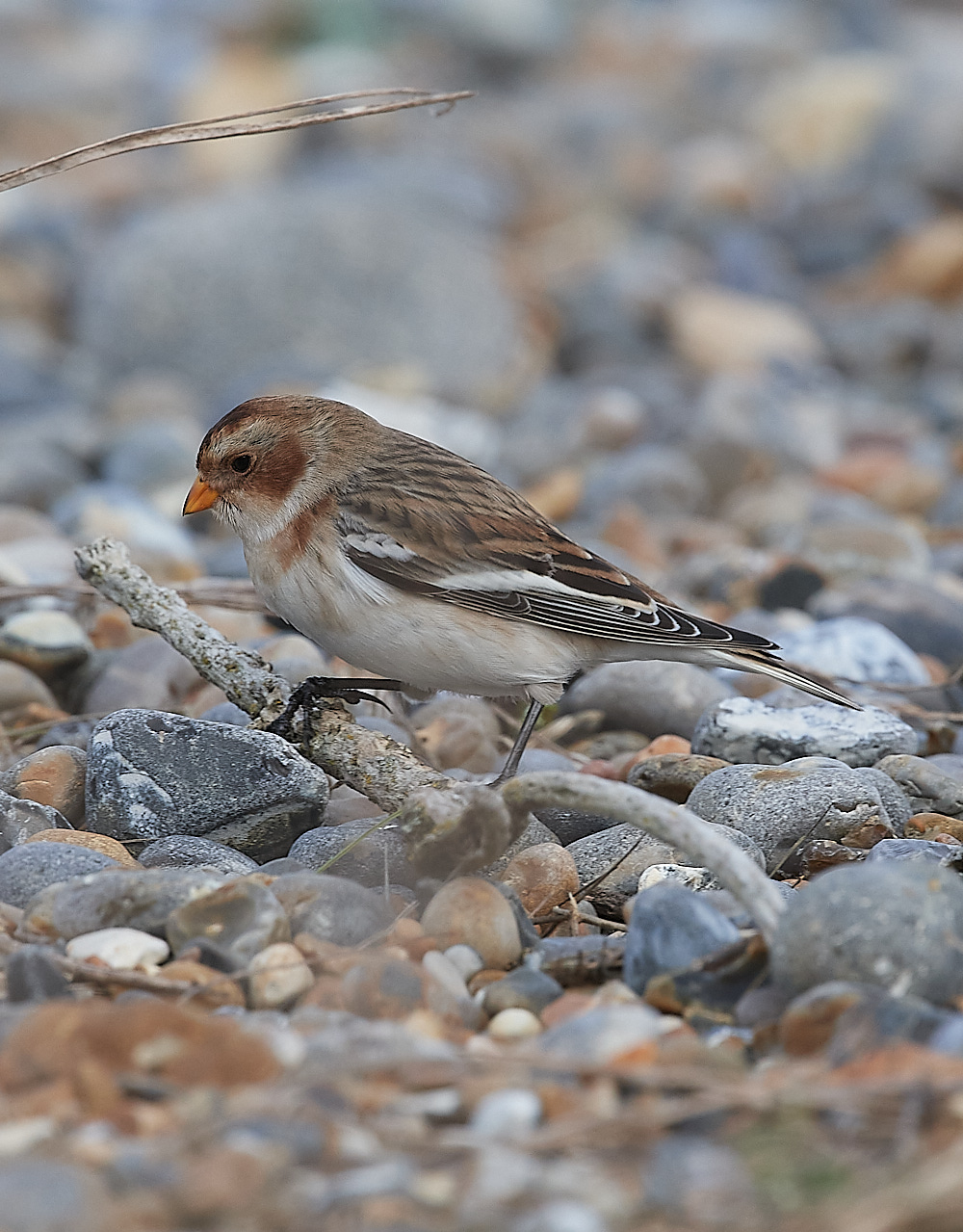 CleySnowbunting081221-9