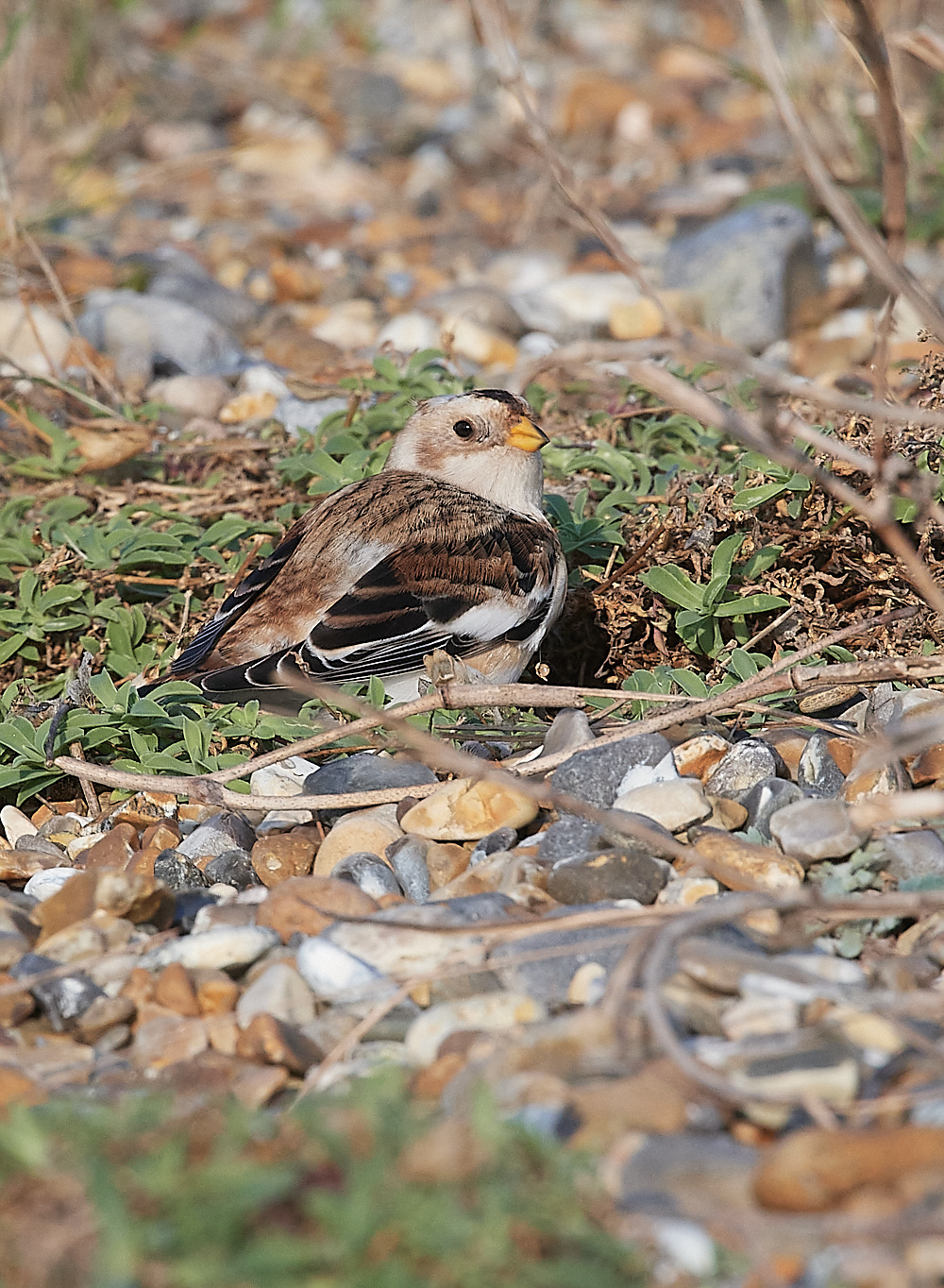 CleySnowbunting231121-1