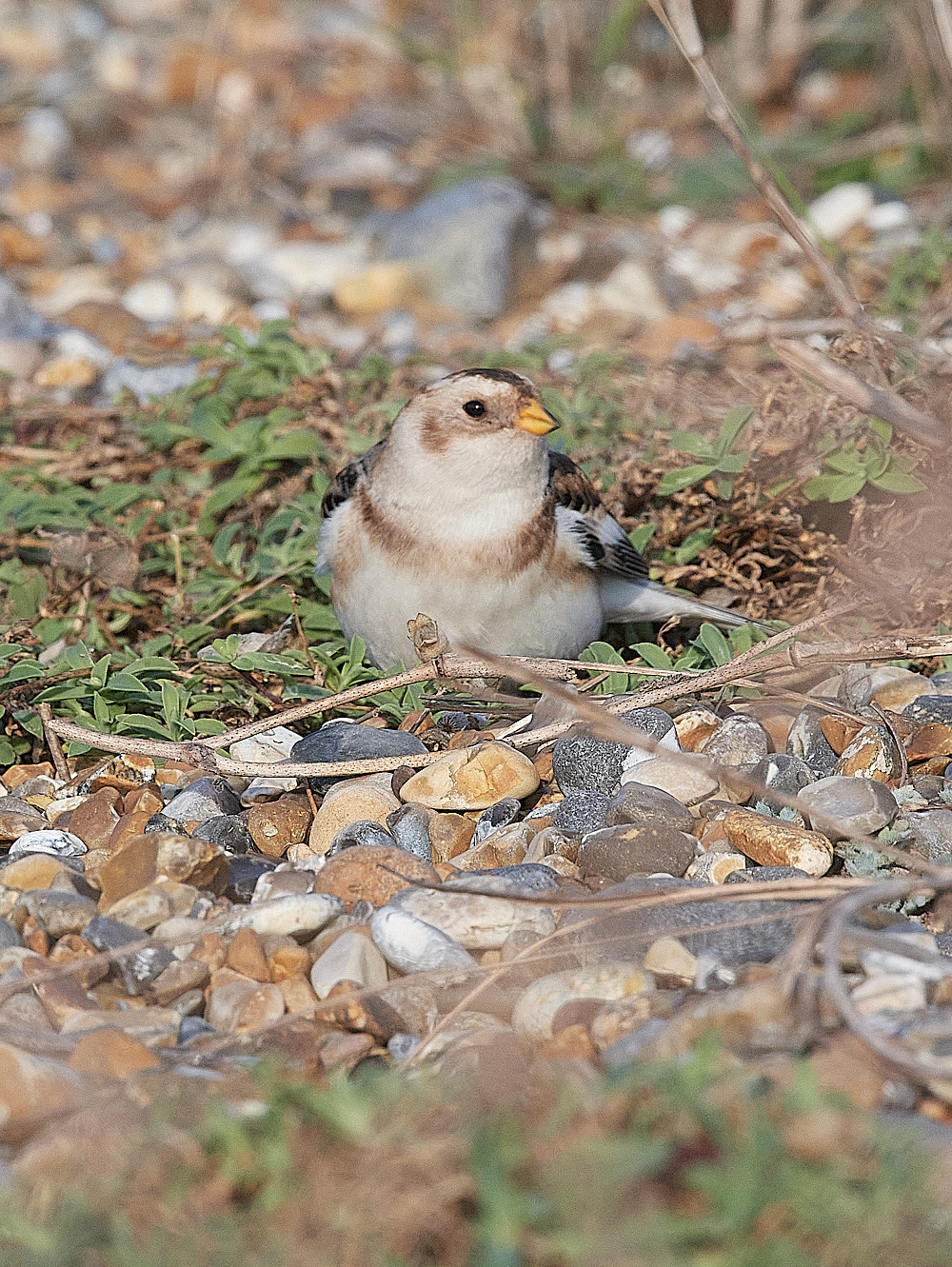 CleySnowbunting231121-2
