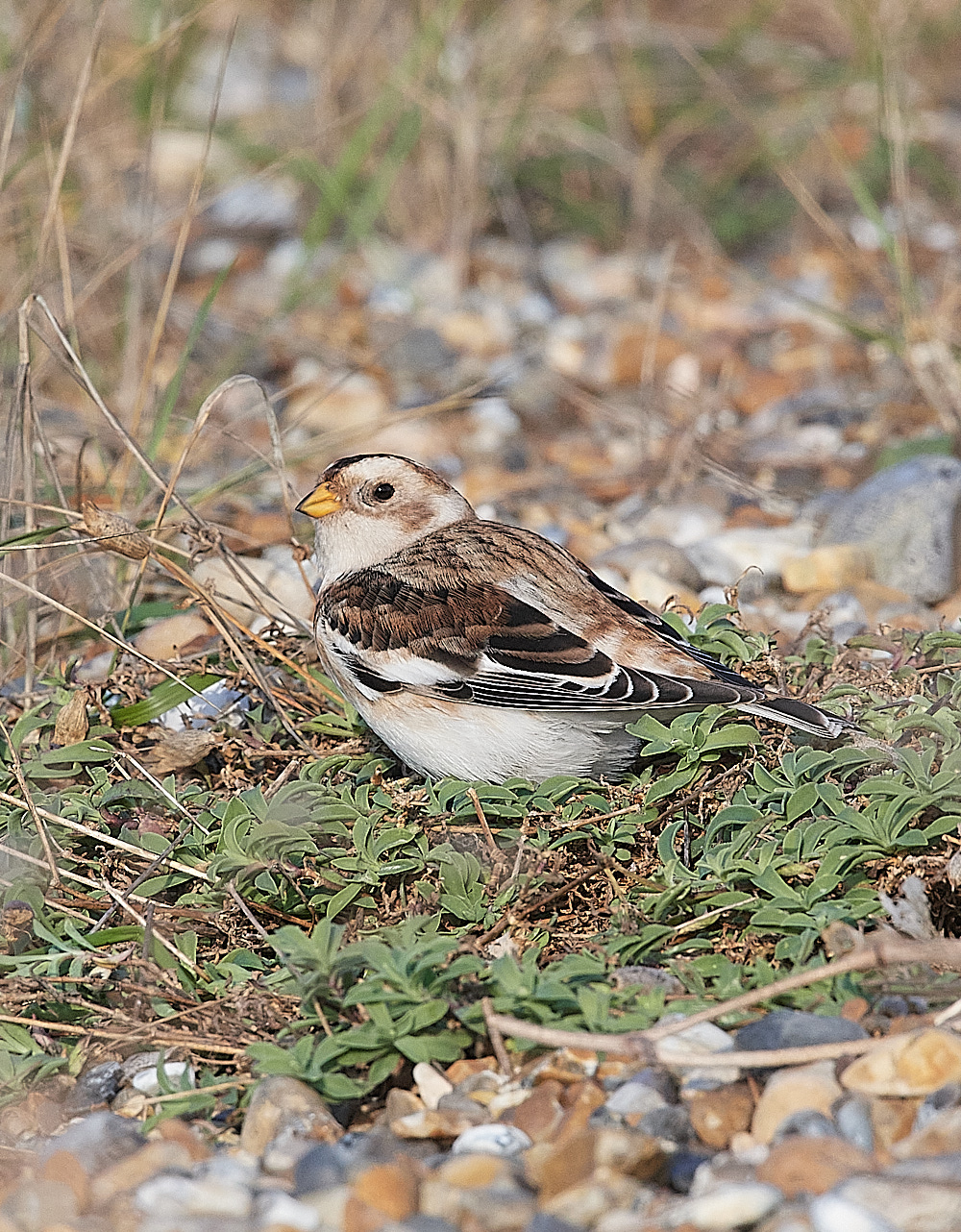 CleySnowbunting231121-3