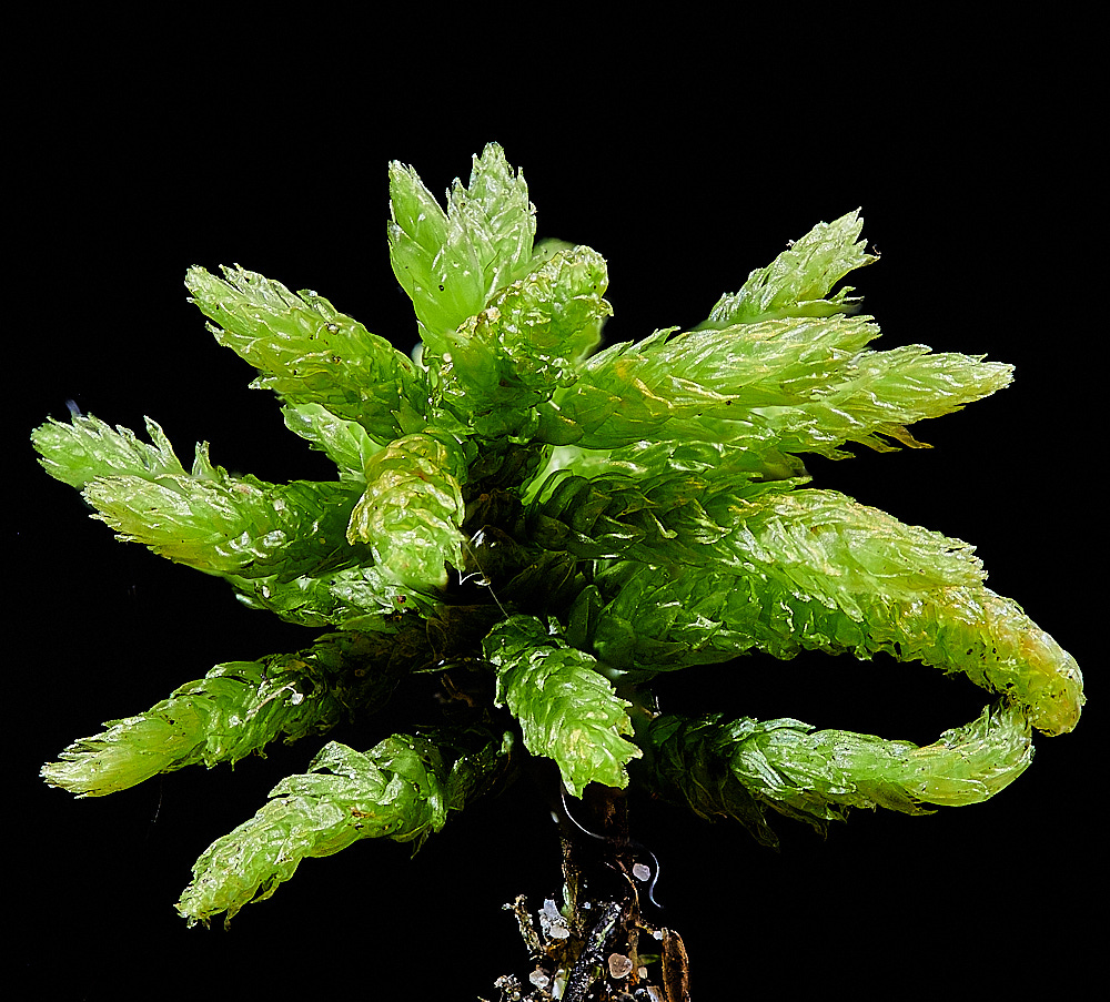 EastWrethamCdendroides151221-1