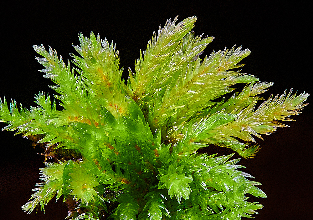 EastWrethamCdendroides151221-4