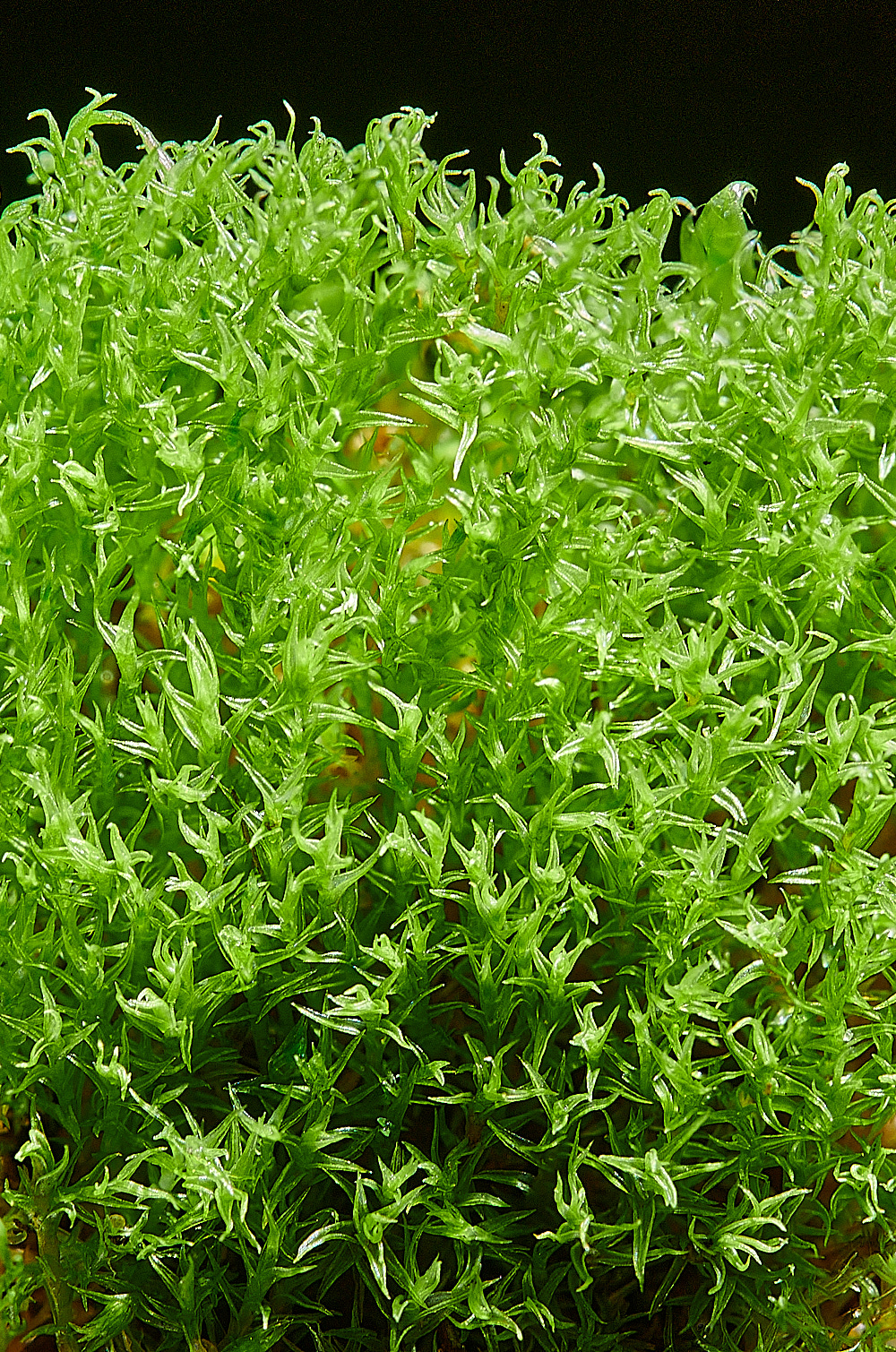 EastWrethamCpurpureau151221-1