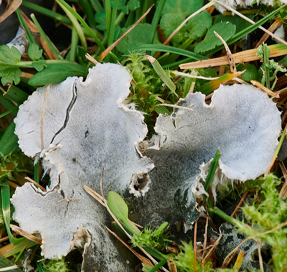 EastWrethamLichenSp151221-1 1