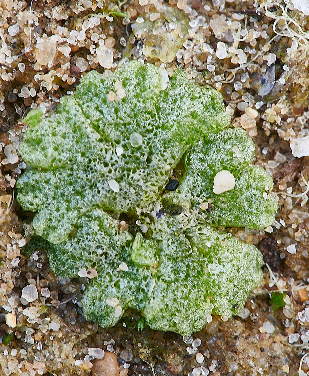 EastWrethamRcavernosum151221-1