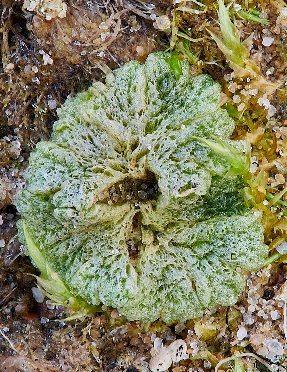 EastWrethamRcavernosum151221-2a