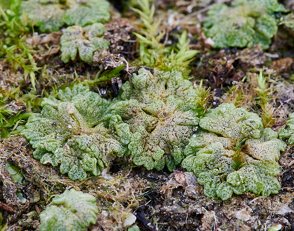 EastWrethamRcavernosum151221-3 1