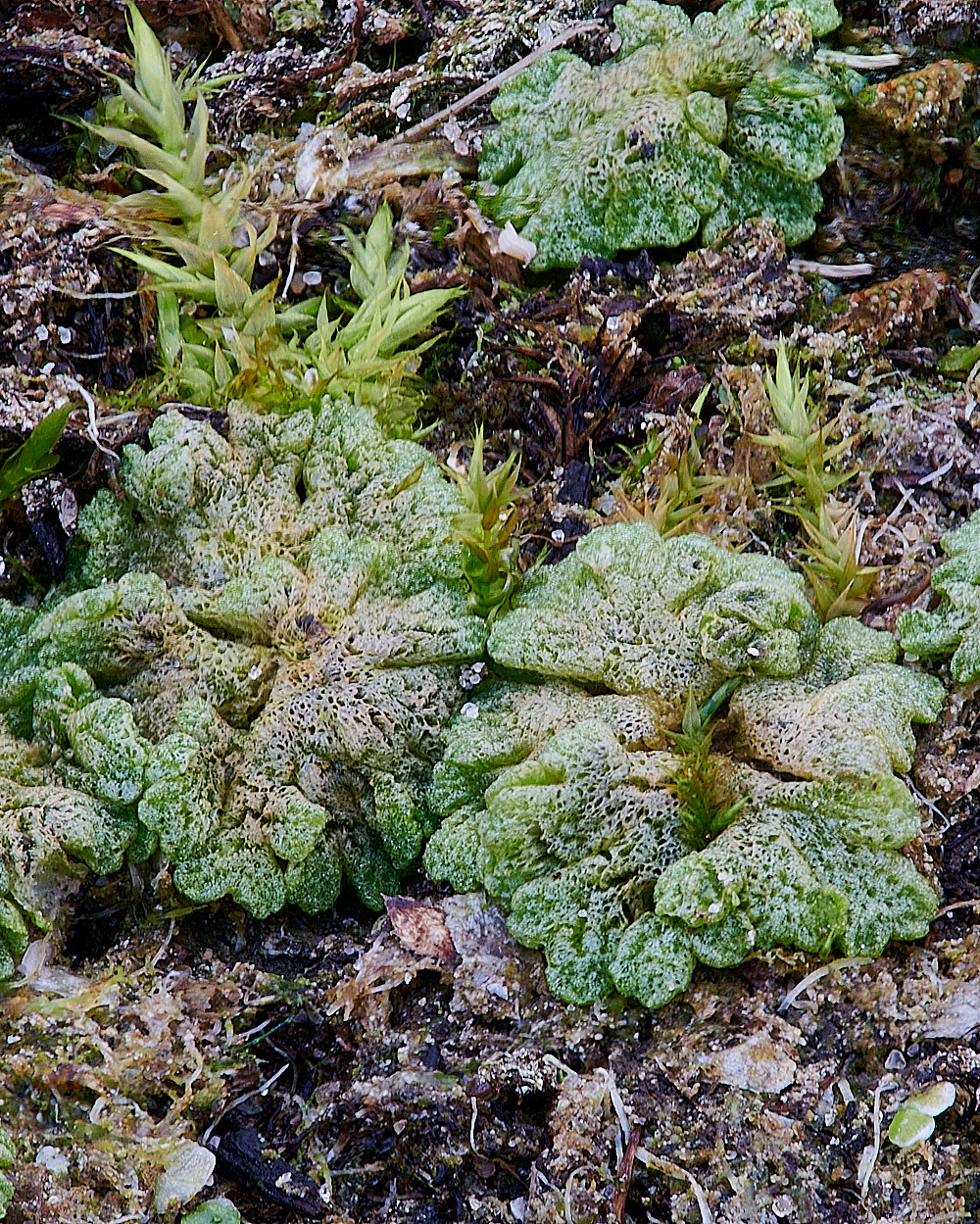 EastWrethamRcavernosum151221-4