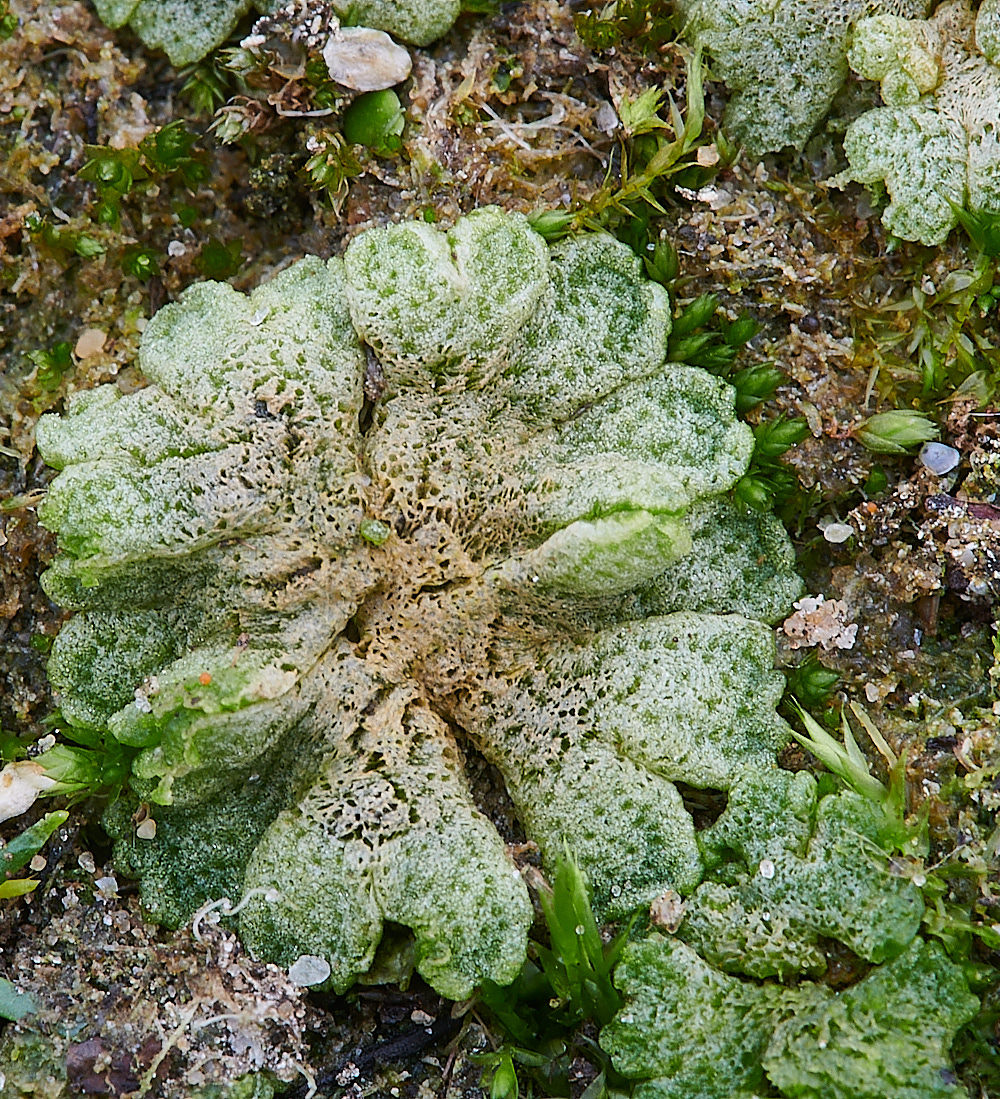 EastWrethamRcavernosum151221-5