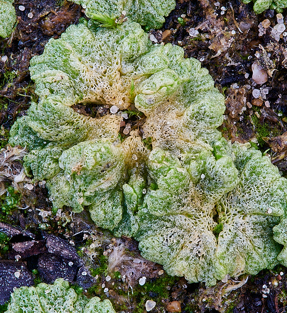 EastWrethamRcavernosum151221-6