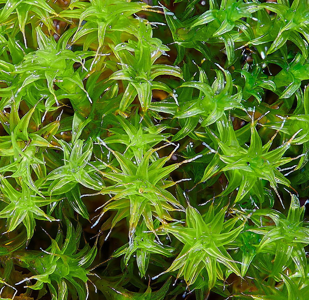 EastWrethamRruralis151221-1