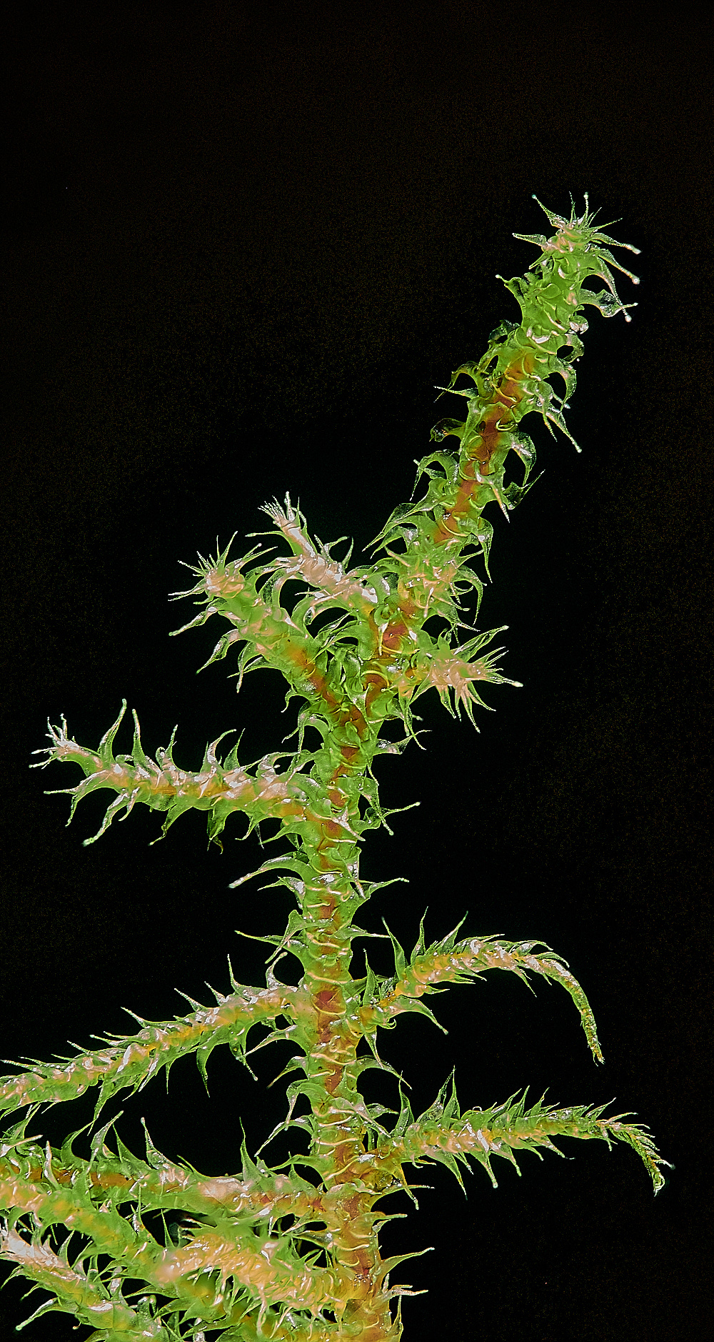 EastWrethamRsquarrosus151221-1