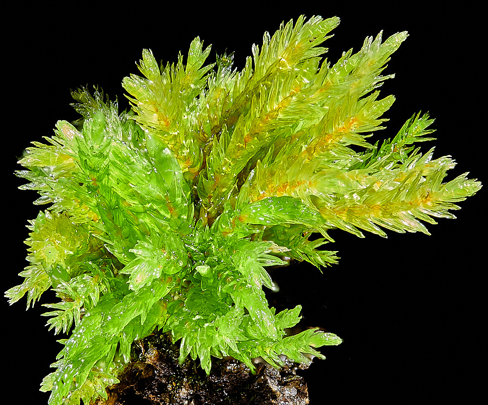 EastWrethanCdendroides151221-6