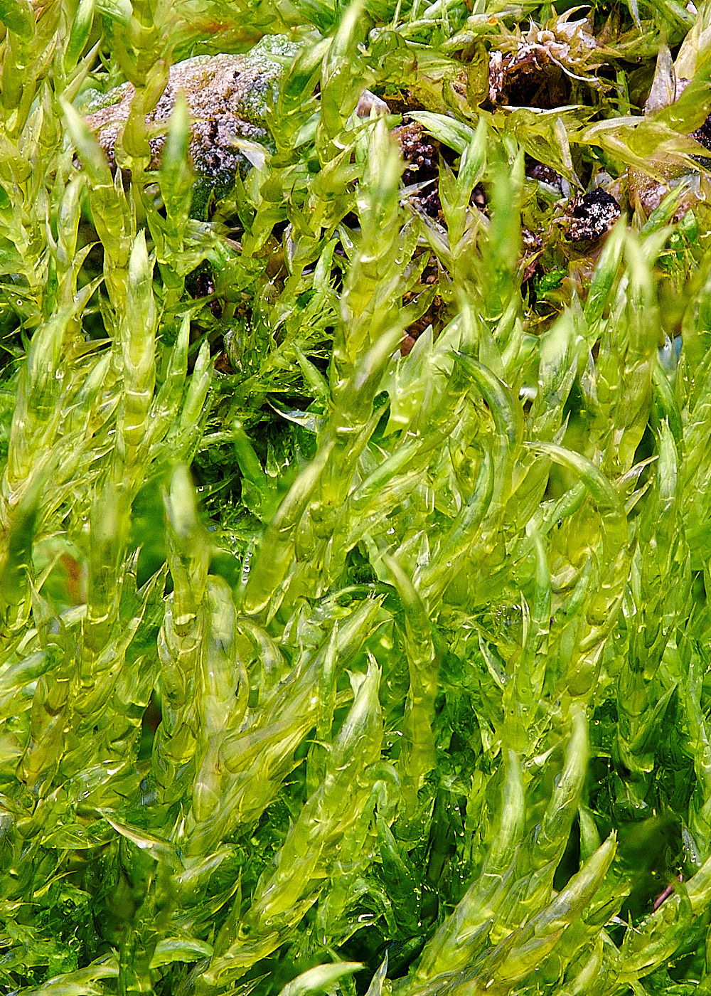 EAstWrethanDadunctus151221-1