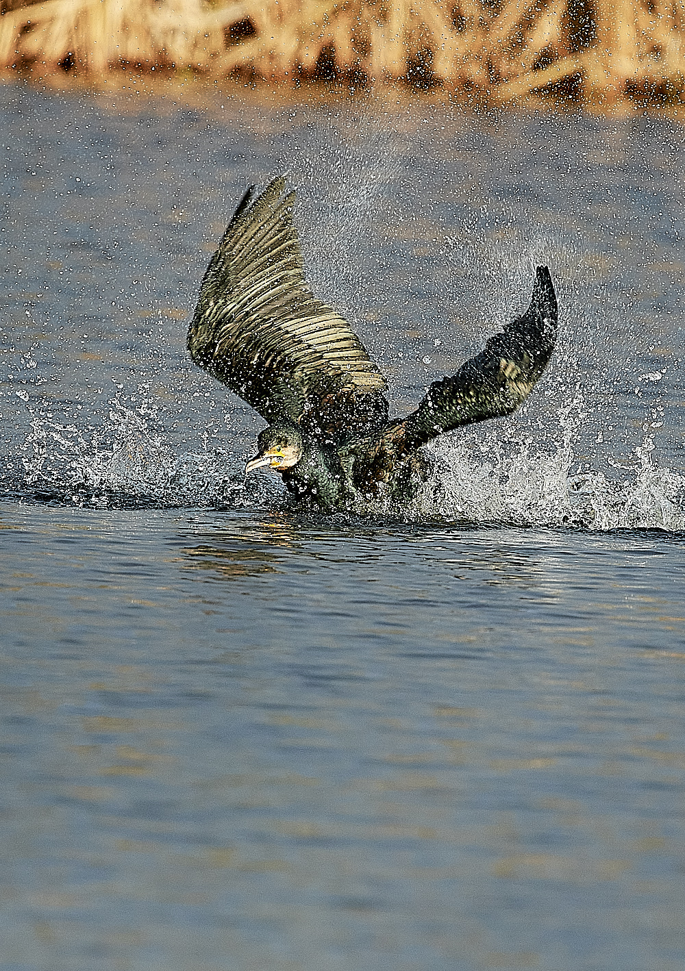 FelbriggCormorant141221-1