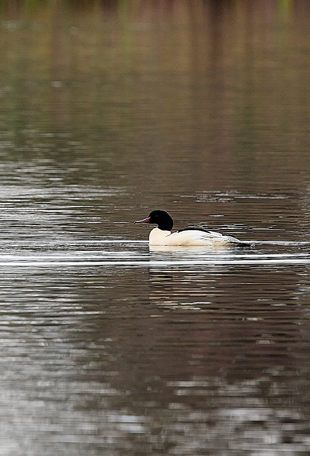 FelbriggGoosander141221-1