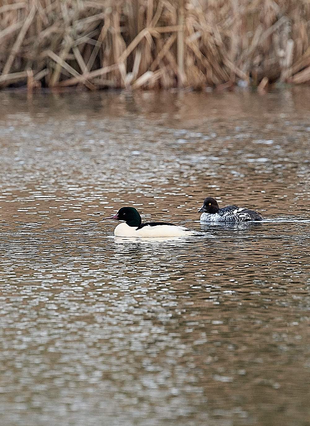 FelbriggGoosander141221-3