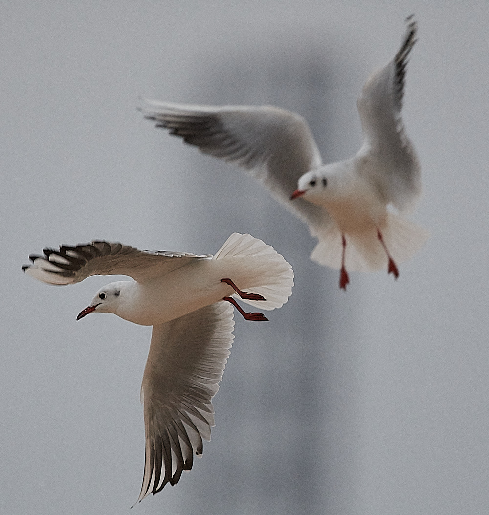 GreatYarmouthBHGull201221-1