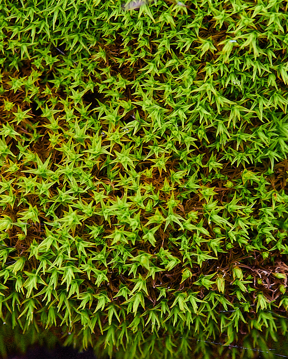 GreatYarmouthDrigida201221-1