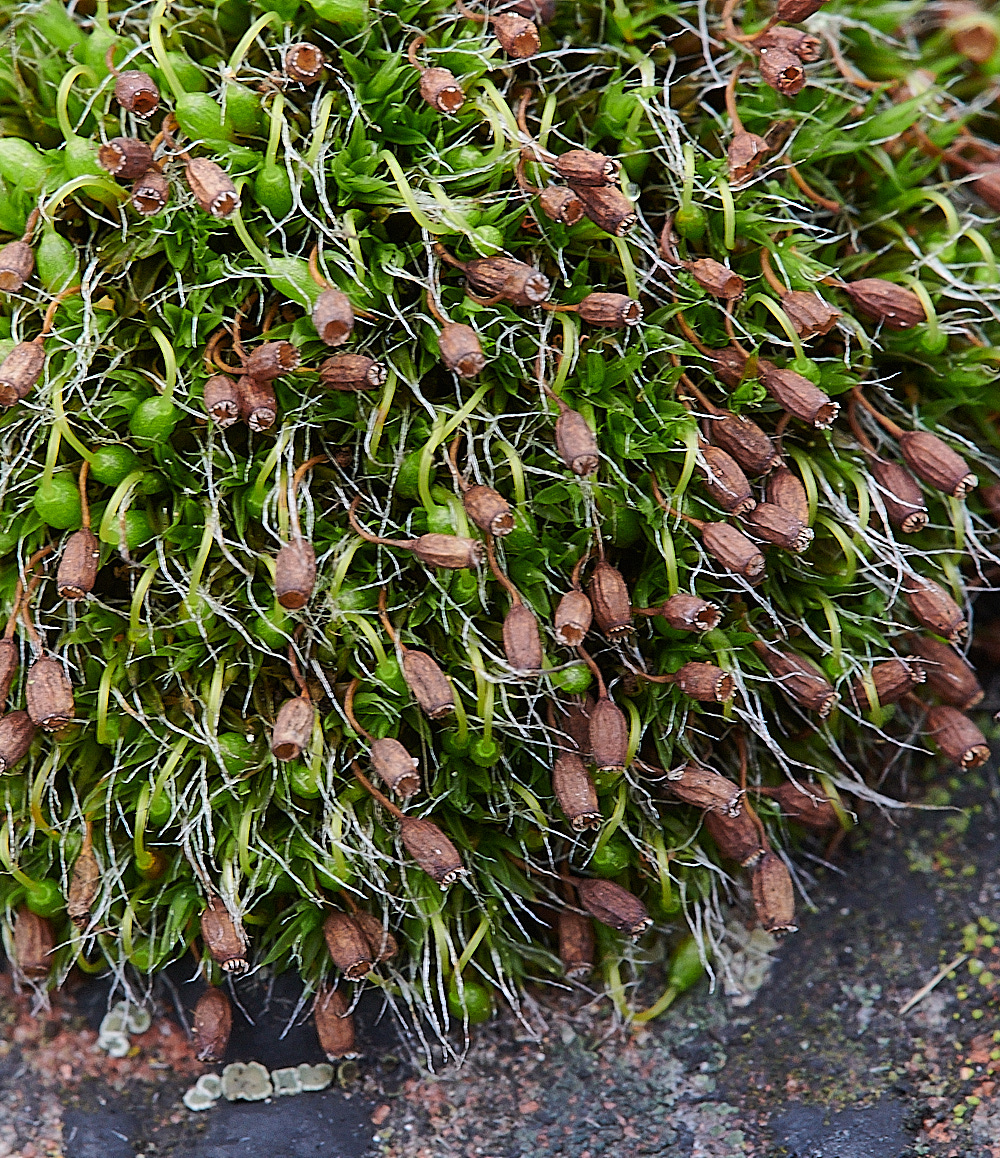 GreatYarmouthGpulvinata201221-1