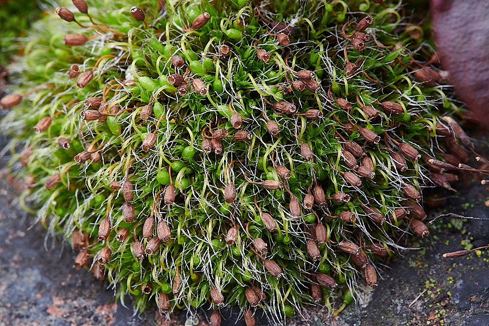 GreatYarmouthGpulvinata201221-2